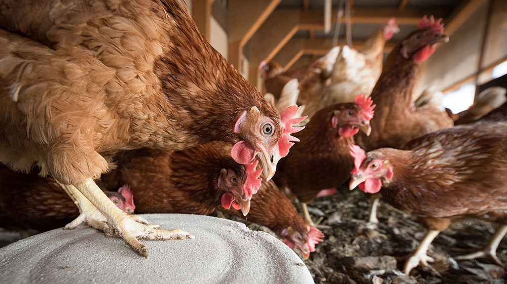 Pluimvee infrarood verwarmen - Maxxinno projecten