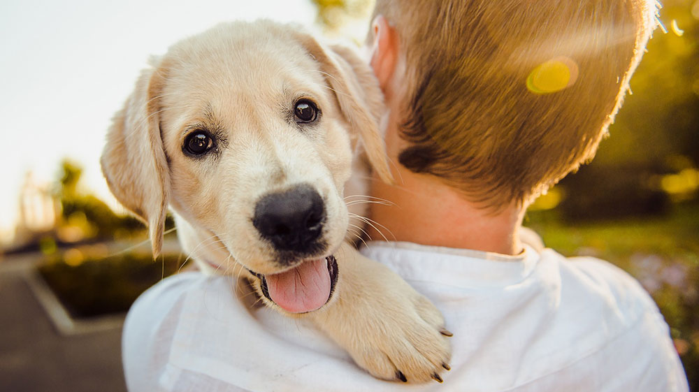 Infrarood verwarmen van honden- en kattenpension - Maxxinno Projecten